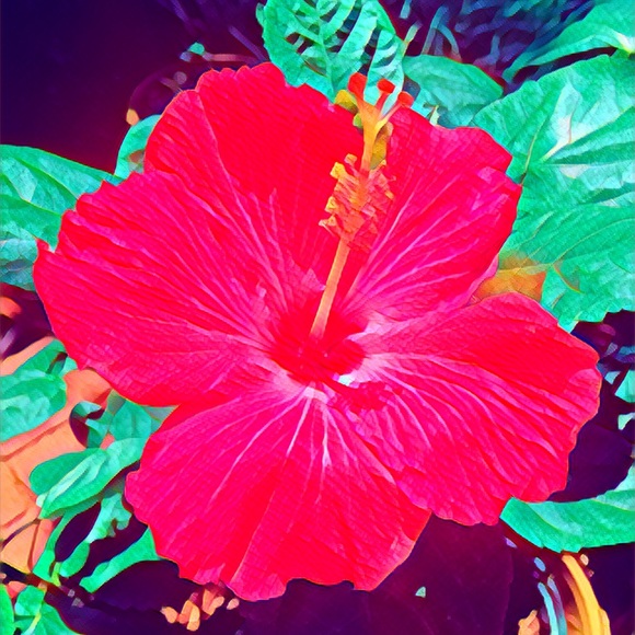 Meet your Posher, Ani - Picture 2 of 2